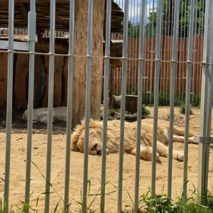 Za zvířátky i s nejmenšími dětmi na Zoopark Karlštejn - okres Beroun