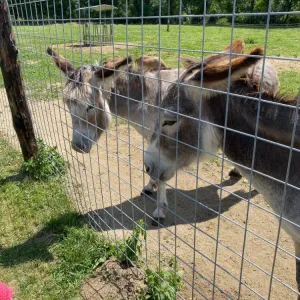 Za zvířátky i s nejmenšími dětmi na Zoopark Karlštejn - okres Beroun