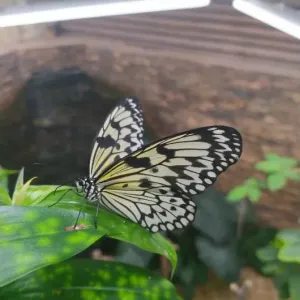 Motýlí dům Papilonia - Brno