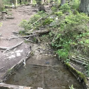 Lesní skřítci u pramene Libušinka - okres Rychnov nad Kněžnou